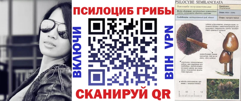 Псилоцибиновые грибы Psilocybe  Купить закладки  Чулым 